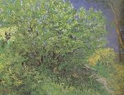 Vincent Van Gogh Lilacs (nn04) china oil painting artist